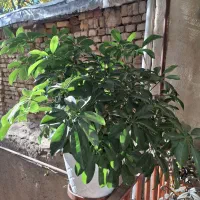 گل شفلرا سبز|گل و گیاه طبیعی|تهران, والفجر (افسریه)|دیوار