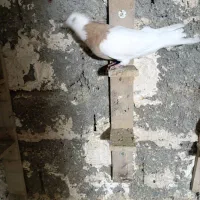 مال اینجا نیستن|پرنده|بروجرد, |دیوار