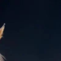 سگ پیدا شده محدوده فهادان
