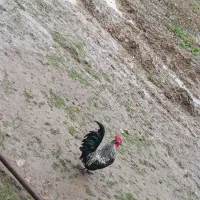خروس جاپینز وجوجه