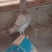 کبوتر پلاکی جانسن