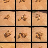 سه عدد توله پاکوتاه