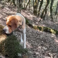 فروش توله سگ انگلیس یک ساله نر قیمت هشت میلیون|سگ|گلی داغ, |دیوار