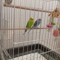 یک جفت مرغ عشق بالغ همراه با قفس و تمام وسایل