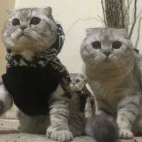 جهت جفت گیری