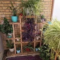 گل و گیاه خانگی