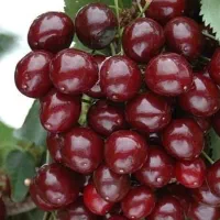 گیلاس تکدانه نهال با کیفیت صنوبر