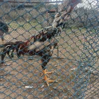 خروس لاری افغان