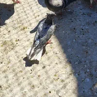 کوهی دم سفید ماده|پرنده|اهواز, ۳۰ متری|دیوار