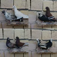 کفتر تهرونی