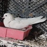 پرنده|پرنده|چوار, |دیوار