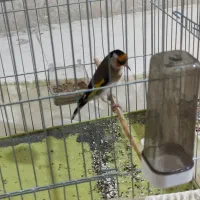 سهره جوجه سال رام رام نرهست