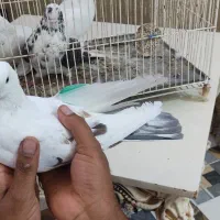 کفتر پرشی|پرنده|بندرعباس, |دیوار