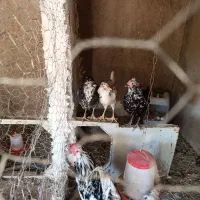 تخم نطفه دار مرغ های گلین درجه یک|حیوانات مزرعه|سمنان, |دیوار