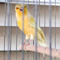 دو تا قناری نر همه چی تموم