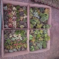 گل و ساکولنت، کاکتوس ، هدیه ،روز دختر ،دانش آموز|گل و گیاه طبیعی|مشهد, رسالت|دیوار