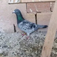 پلاکی مسافتی2تا ماده بایه نر 350نشسته کاشمر هستم