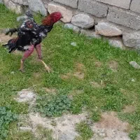 خروس لاری
