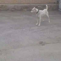 واگذاری سگ گله و نگهبان