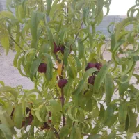 فروش باغشهری سیاخ دارنگون|فروش زمین و ملک کلنگی|شیراز, شهرک امیر کبیر|دیوار