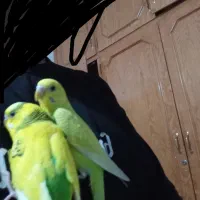 سه عدد مرغ عشق فول دستی