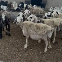 میش داشتی|حیوانات مزرعه|سده (فارس), |دیوار