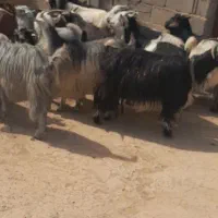۱۰بز۱۰بیگ‌لری