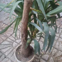 گل یوکا|گل و گیاه طبیعی|تهران, تاکسیرانی|دیوار