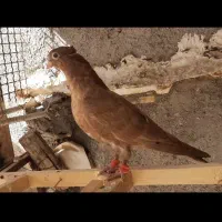 جوجه سرخ شش دونگ
