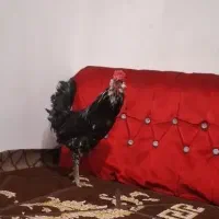 خروس گلین خال سوزنی