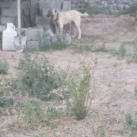 سگ سرابی یک ساله|سگ|بستان آباد, |دیوار