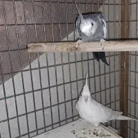 عروس هلندی