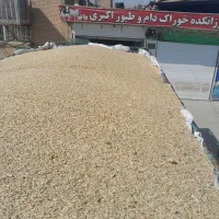 جو محلی وجو خارجی کیسه شده