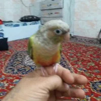 طوطی گرینچیک سالم سر حال فول اشتی|پرنده|بندرعباس, |دیوار