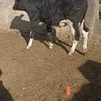 گوساله نر و ماده