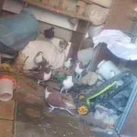 کفتر