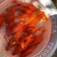 ماهی عید|ماهی|اسفراین, |دیوار