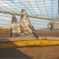 کبوتر کلاغی