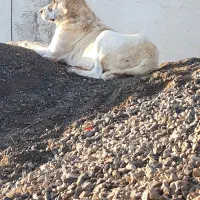 ماده الابای روسی|سگ|سیمین شهر, |دیوار