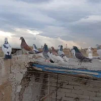 کفتر بوم کبوترپرشی سارسرور پلاکی رنگی جفتگاه