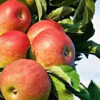 تولید نهال سیب مشهدی|خدمات باغبانی و درختکاری|قهستان, |دیوار