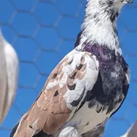 کبوتر گم شده