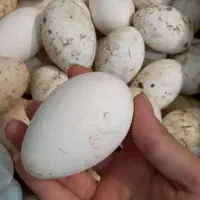 تخم غاز نطفه دار تضمینی