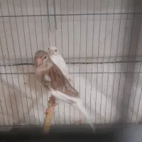 قناری|پرنده|بروجرد, |دیوار