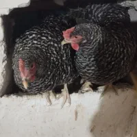 تخم نطفه دار و جوجه آمروک|حیوانات مزرعه|شیراز, اصلاح‌نژاد|دیوار