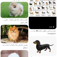 سگ پاکوتا پیداشده