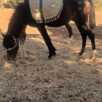 اسب مادیون|اسب و تجهیزات اسبسواری|خرمآباد, |دیوار