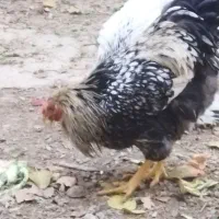 خروس ویاندوت سیلور  شرکت در قرعه‌کشی