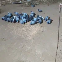 کبوتر پلاکی افغان|پرنده|میانه, |دیوار