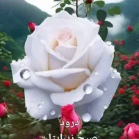 پرستار تمام وقت